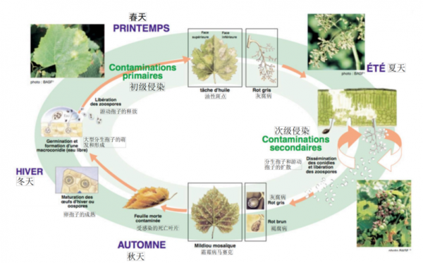 的传播过程（葡萄的传播过程）-图3