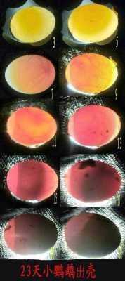 21天孵蛋过程变化（孵化21天照蛋图）-图2