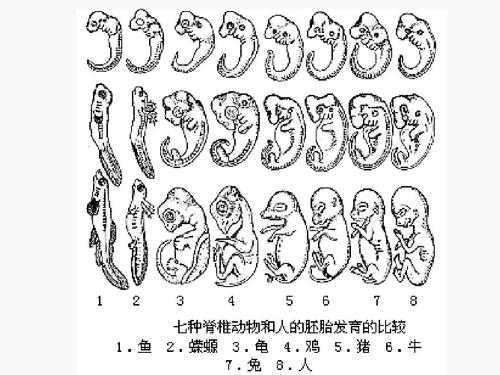 动物胚胎发育过程.（动物胚胎发育过程）-图1