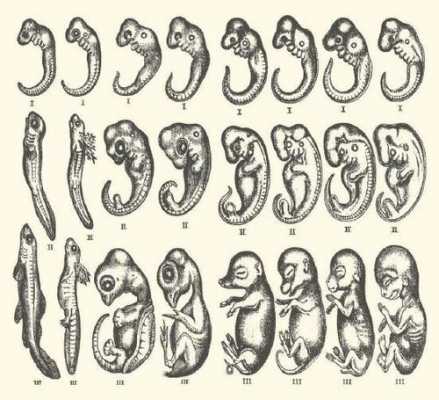 动物胚胎发育过程.（动物胚胎发育过程）-图2