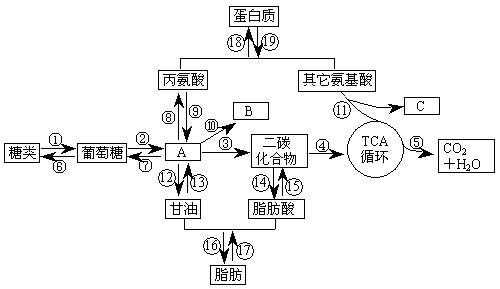 人体物质代谢过程（人体物质代谢过程示意图）-图2