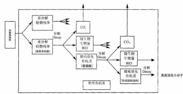 有机质转化的过程（有机质形成过程）-图1