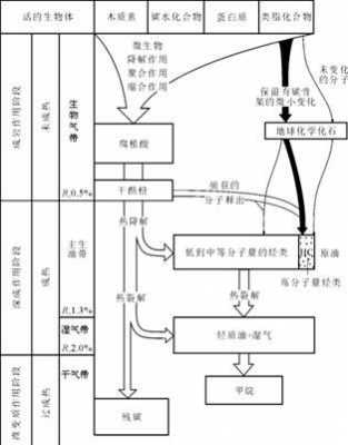 有机质转化的过程（有机质形成过程）-图2