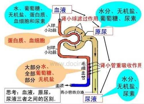 尿生成的三个过程（尿生成的三个过程简答题）-图3
