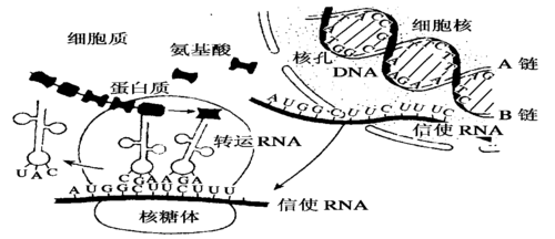 边转录过程（边转录边翻译是什么生物）-图2