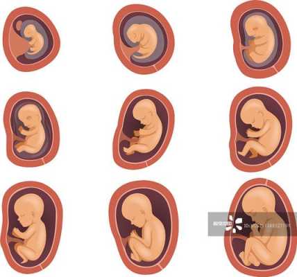 怀孕婴儿发育过程图片（怀孕婴儿发育过程图片视频）-图1