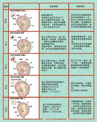 怀孕婴儿发育过程图片（怀孕婴儿发育过程图片视频）-图3