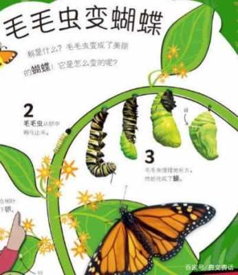 小毛虫蜕变的过程（小毛虫蜕变过程怎么写）-图3