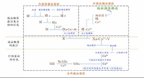 凝血的过程酶（凝血酶生成试验的原理）-图3