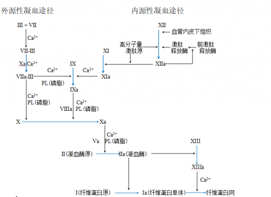 凝血的过程酶（凝血酶生成试验的原理）-图1