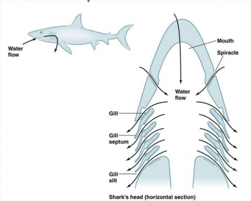 鱼呼吸的过程（鱼呼吸的过程示意图视频）-图2