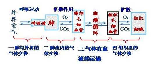 氧气进入人体详细过程（氧气进入人体的途径）-图3