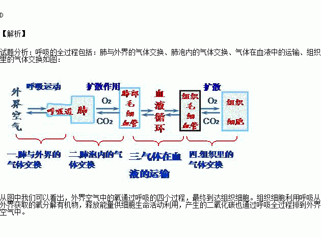 氧气进入人体详细过程（氧气进入人体的途径）-图1