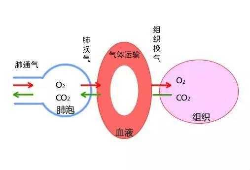 氧气进入人体详细过程（氧气进入人体的途径）-图2