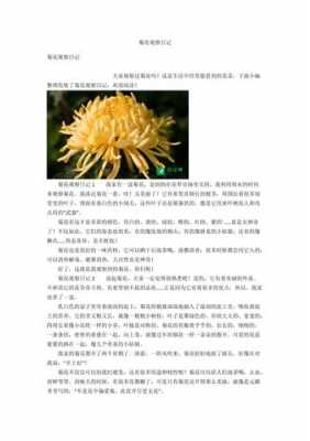 观察菊花过程（观察菊花的变化写4个方面）-图1