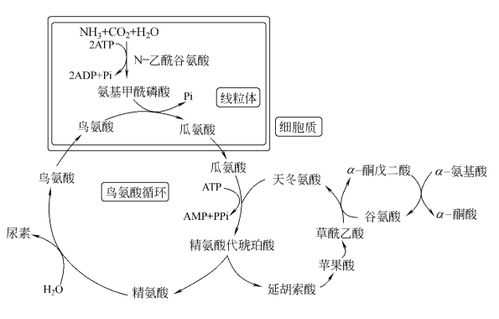 鸟氨酸循环基本过程（鸟氨酸循环基本过程与生理意义）-图2