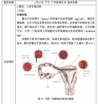 人的生殖过程题库（人的生殖的知识点）-图1