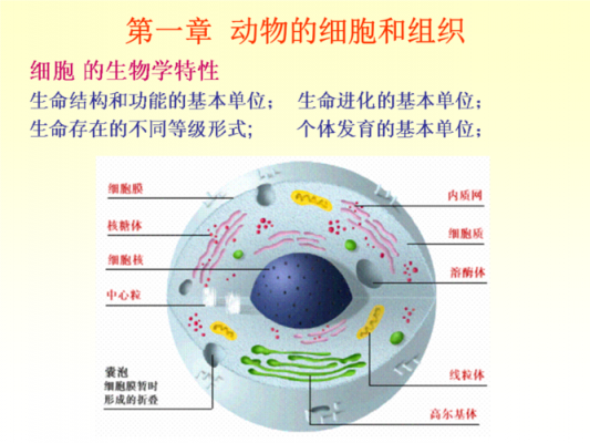 多细胞动物发育过程（多细胞动物的发育过程）-图2