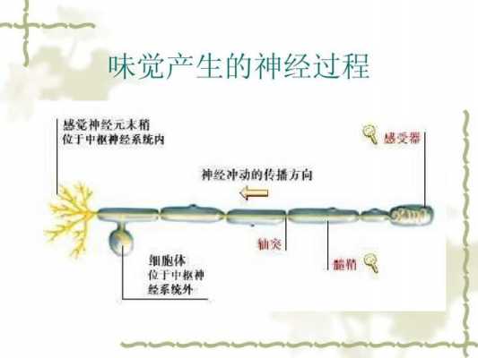 味觉产生的器官过程（味觉产生的器官过程是什么）-图1