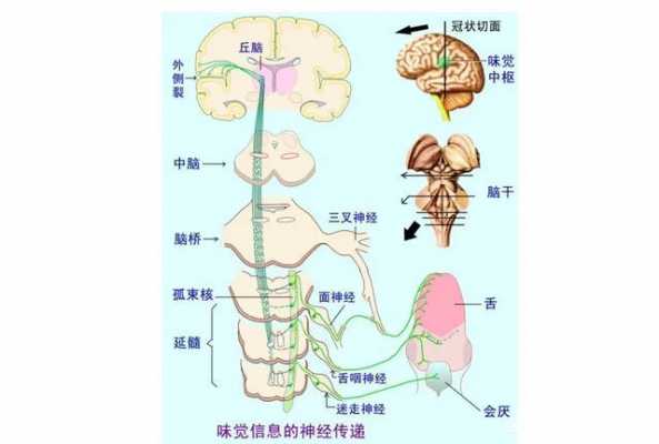 味觉产生的器官过程（味觉产生的器官过程是什么）-图3