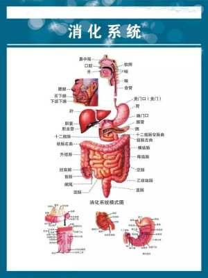 人体消化过程表（人体消化食物的过程图）-图3