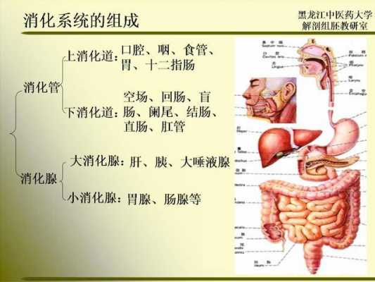 人体消化过程表（人体消化食物的过程图）-图1