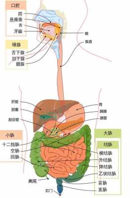 人体消化过程表（人体消化食物的过程图）-图2
