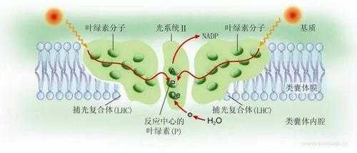 原初反应的过程（原初反应的过程绘图）-图2