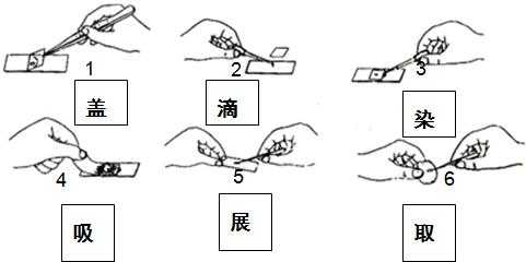 制作临时装片的过程（制作临时装片的过程怎么写）-图1