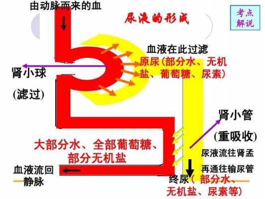 说明原尿形成过程（简述原尿的形成过程及影响原尿生成的因素?）-图2