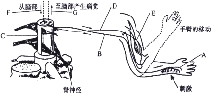 手缩回的过程（缩手的反射过程示意图）-图3