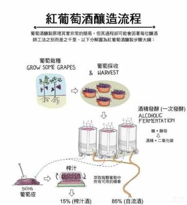 红酒的制作过程（红酒的制作过程视频）-图1