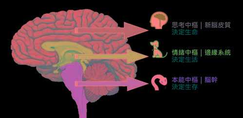 神经系统的进化过程（神经系统的进化和脑的产生）-图2