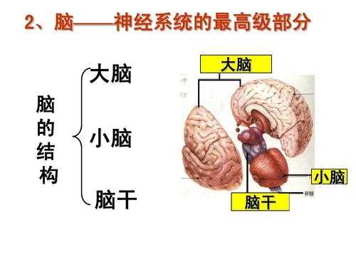 神经系统的进化过程（神经系统的进化和脑的产生）-图3