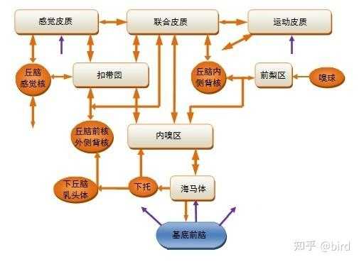 神经系统的进化过程（神经系统的进化和脑的产生）-图1