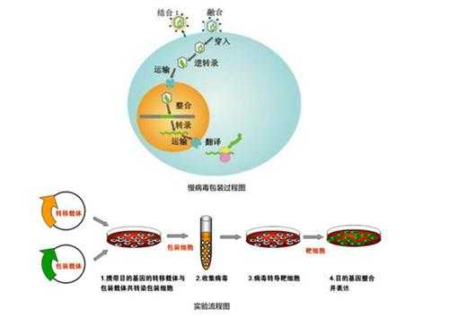 满病毒包装过程（如何包装病毒）-图1