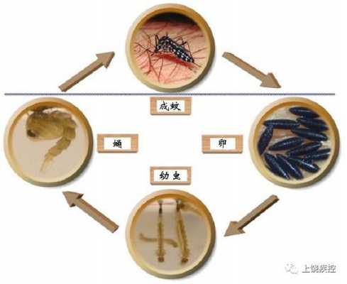 蚊子变态过程图片（蚊子变异图片）-图2