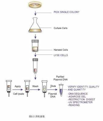 质粒制备过程视频（质粒的制备）-图2