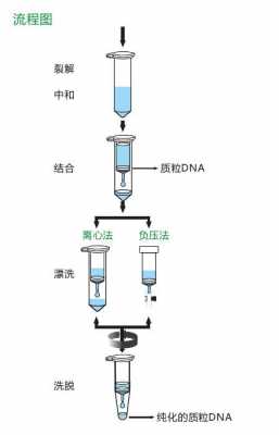 质粒制备过程视频（质粒的制备）-图3