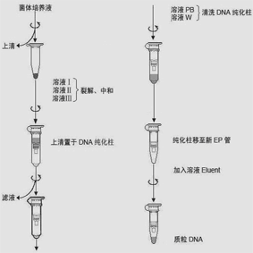 质粒制备过程视频（质粒的制备）-图1