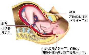 胎儿出生过程图解（胎儿出生示意图）-图1