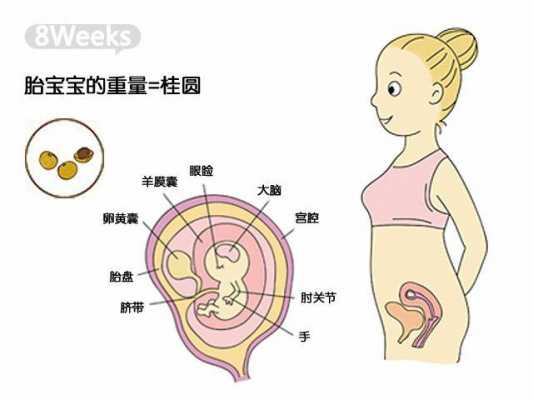胎儿出生过程图解（胎儿出生示意图）-图3