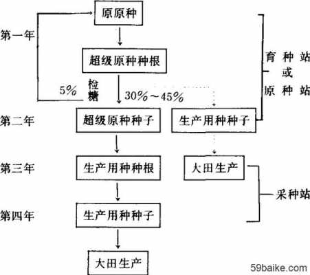 良种育种过程（良种繁育的主要任务是什么）-图3