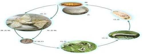 蜻蜓的生长过程图（蜻蜓的生长过程图片分开）-图2