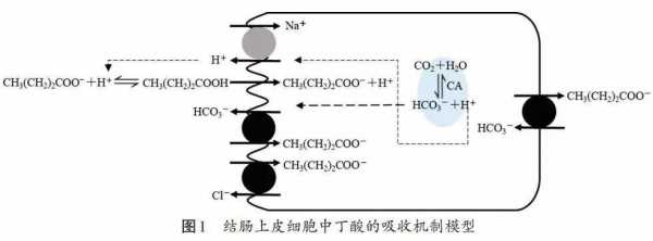 丁酸氧化过程（丁酸氧化过程中的产物）-图2