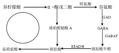 丁酸氧化过程（丁酸氧化过程中的产物）-图1