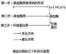 凝血过程图示（凝血过程速记）-图3