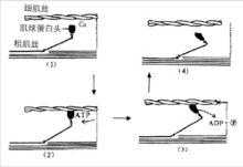 滑动学说简化过程（滑动的原理）-图1