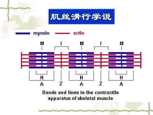 滑动学说简化过程（滑动的原理）-图2