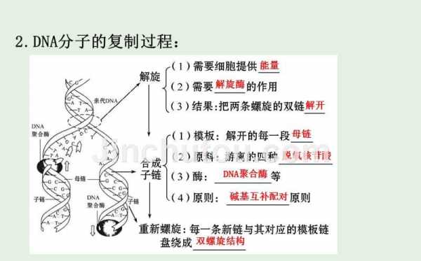 简述dna复制的过程（简述DNA复制的过程,总结DNA复制的基本规律?）-图1